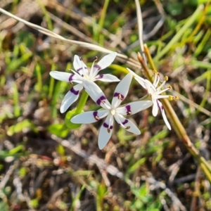 Wurmbea dioica subsp. dioica at Tuggeranong, ACT - 19 Sep 2023