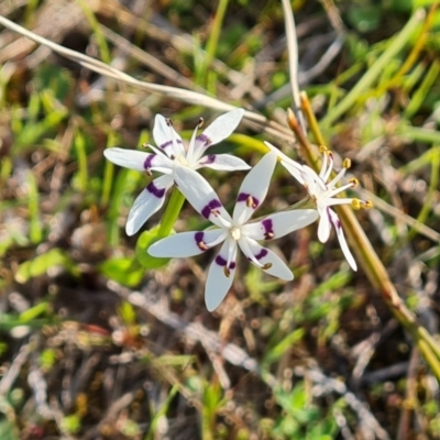 Wurmbea dioica subsp. dioica (Early Nancy) at Tuggeranong, ACT - 19 Sep 2023 by Mike