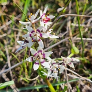 Wurmbea dioica subsp. dioica at Tuggeranong, ACT - 19 Sep 2023