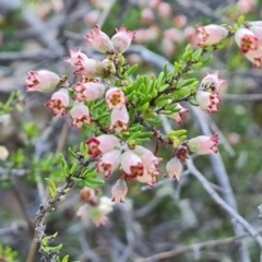 Cryptandra sp. Floriferous (W.R.Barker 4131) W.R.Barker at Tuggeranong, ACT - 19 Sep 2023 by Mike