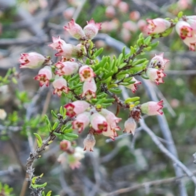 Cryptandra sp. Floriferous (W.R.Barker 4131) W.R.Barker at Wanniassa Hill - 19 Sep 2023 by Mike