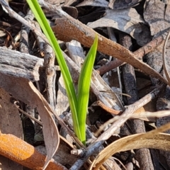 Diuris sp. (A Donkey Orchid) at Wanniassa Hill - 19 Sep 2023 by Mike