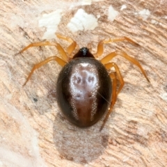 Euryopis umbilicata (Striped tick spider) at Mount Ainslie - 13 Sep 2023 by jb2602