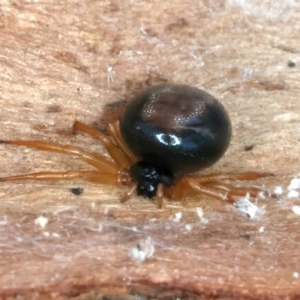 Euryopis umbilicata at Majura, ACT - 13 Sep 2023