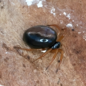 Euryopis umbilicata at Majura, ACT - 13 Sep 2023