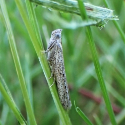 Meyrickiella homosema (Grey Snout Moth) at Belconnen, ACT - 19 Sep 2023 by CathB