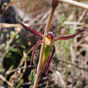 Lyperanthus suaveolens at Belconnen, ACT - suppressed