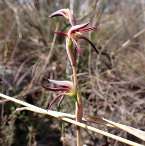 Lyperanthus suaveolens at Belconnen, ACT - suppressed