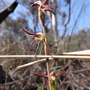 Lyperanthus suaveolens at Belconnen, ACT - suppressed