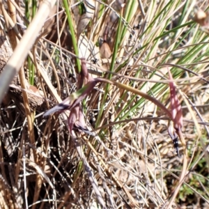 Lyperanthus suaveolens at Belconnen, ACT - suppressed