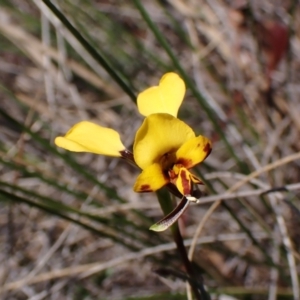 Diuris nigromontana at Belconnen, ACT - 19 Sep 2023