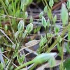 Moenchia erecta (Erect Chickweed) at Tuggeranong, ACT - 19 Sep 2023 by Mike