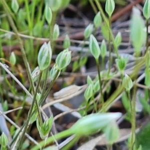 Moenchia erecta at Tuggeranong, ACT - 19 Sep 2023