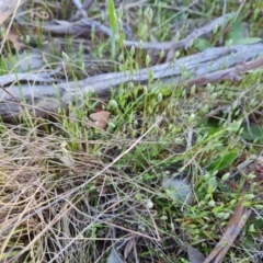 Moenchia erecta at Tuggeranong, ACT - 19 Sep 2023