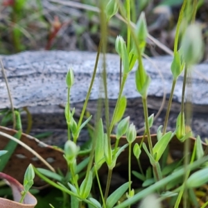 Moenchia erecta at Tuggeranong, ACT - 19 Sep 2023