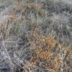 Dillwynia sp. Yetholme (P.C.Jobson 5080) NSW Herbarium at Hackett, ACT - 2 Sep 2023 by waltraud