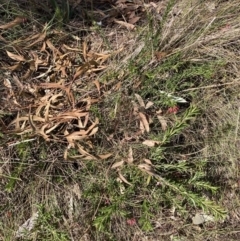 Grevillea sp. (Grevillea) at Hackett, ACT - 16 Sep 2023 by waltraud