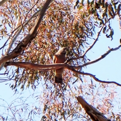 Callocephalon fimbriatum (Gang-gang Cockatoo) at Aranda Bushland - 18 Sep 2023 by CathB