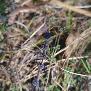 Lomandra multiflora at Canberra Central, ACT - 19 Sep 2023