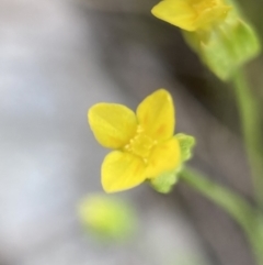 Cicendia quadrangularis (Oregon Timwort) at Hackett, ACT - 16 Sep 2023 by waltraud