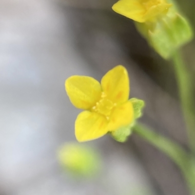 Cicendia quadrangularis (Oregon Timwort) at Hackett, ACT - 16 Sep 2023 by waltraud