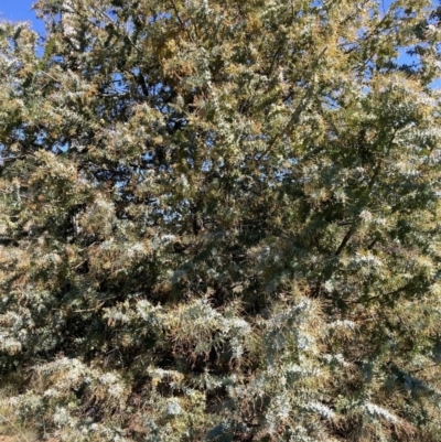 Acacia baileyana (Cootamundra Wattle, Golden Mimosa) at Majura, ACT - 16 Sep 2023 by waltraud