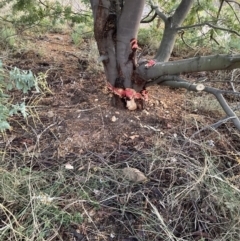 Acacia baileyana at Majura, ACT - 16 Sep 2023