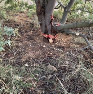 Acacia baileyana at Majura, ACT - 16 Sep 2023