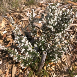 Cryptandra amara at Garran, ACT - 19 Sep 2023