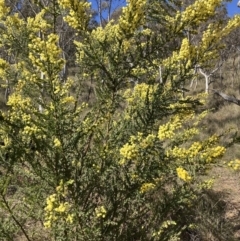 Acacia paradoxa (Kangaroo Thorn) at Majura, ACT - 16 Sep 2023 by waltraud