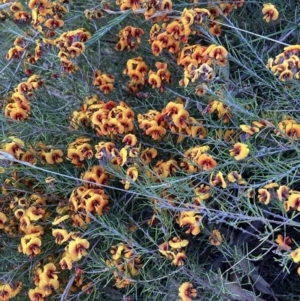 Dillwynia sp. Yetholme (P.C.Jobson 5080) NSW Herbarium at Hackett, ACT - 16 Sep 2023 05:36 PM