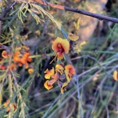 Dillwynia sp. Yetholme (P.C.Jobson 5080) NSW Herbarium at Hackett, ACT - 16 Sep 2023