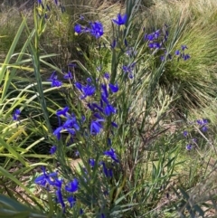 Stypandra glauca at Hackett, ACT - 17 Sep 2023