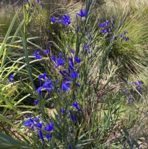 Stypandra glauca at Hackett, ACT - 17 Sep 2023