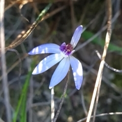 Cyanicula caerulea (Blue Fingers, Blue Fairies) at Canberra Central, ACT - 19 Sep 2023 by WalkYonder