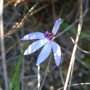 Cyanicula caerulea at Canberra Central, ACT - suppressed