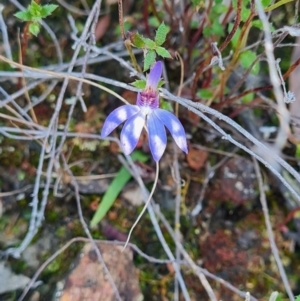 Cyanicula caerulea at Canberra Central, ACT - 19 Sep 2023