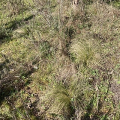 Nassella trichotoma (Serrated Tussock) at Watson, ACT - 18 Sep 2023 by waltraud