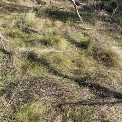 Nassella trichotoma (Serrated Tussock) at Watson, ACT - 18 Sep 2023 by waltraud