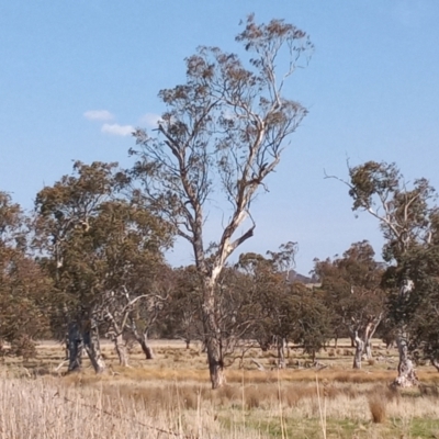Eucalyptus melliodora (Yellow Box) at Lanyon - northern section - 19 Sep 2023 by michaelb