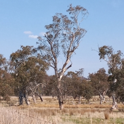 Eucalyptus melliodora (Yellow Box) at Tuggeranong, ACT - 19 Sep 2023 by MichaelBedingfield