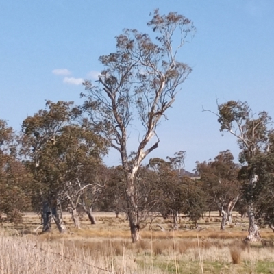 Eucalyptus melliodora (Yellow Box) at Tuggeranong, ACT - 19 Sep 2023 by michaelb