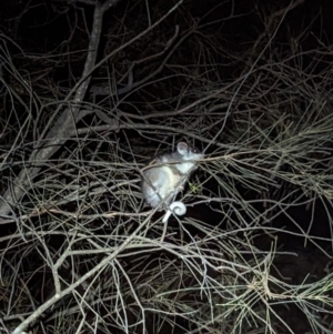 Pseudocheirus peregrinus at Majura, ACT - 19 Sep 2023