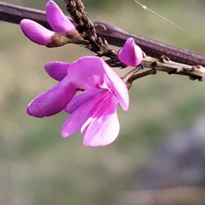 Indigofera australis subsp. australis (Australian Indigo) at Fadden, ACT - 18 Sep 2023 by KumikoCallaway