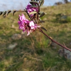 Indigofera australis subsp. australis at Fadden, ACT - 19 Sep 2023