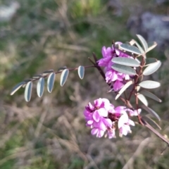 Indigofera australis subsp. australis at Fadden, ACT - 19 Sep 2023