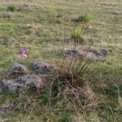 Indigofera australis subsp. australis at Fadden, ACT - 19 Sep 2023 07:10 AM