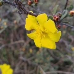 Hibbertia obtusifolia (Grey Guinea-flower) at Wanniassa Hill - 18 Sep 2023 by KumikoCallaway