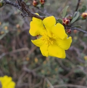 Hibbertia obtusifolia at Fadden, ACT - 19 Sep 2023 07:11 AM