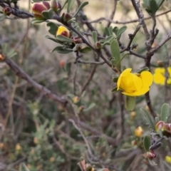 Hibbertia obtusifolia at Fadden, ACT - 19 Sep 2023 07:11 AM